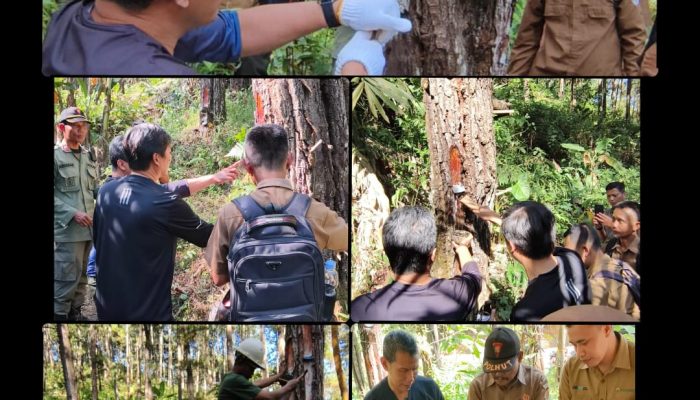 Direktur Operasional Perhutani Pantau Langsung Produksi Getah Pinus Melalui Hiking dan Camping di KPH Banyumas Barat